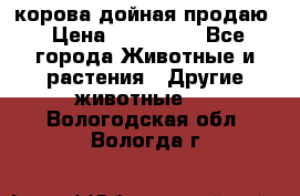 корова дойная продаю › Цена ­ 100 000 - Все города Животные и растения » Другие животные   . Вологодская обл.,Вологда г.